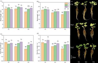 Regulation of hydrogen rich water on strawberry seedlings and root endophytic bacteria under salt stress